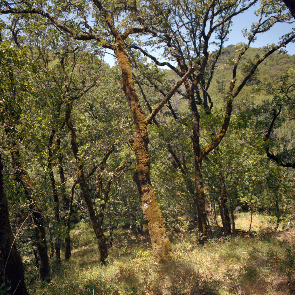 Mixed Forest