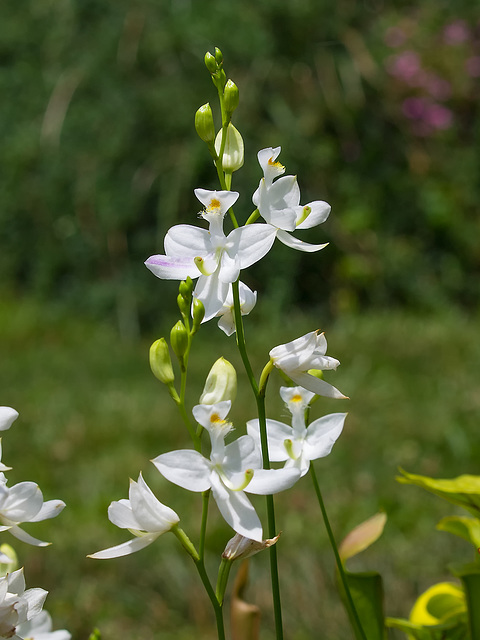 Calopogon tuberosus (Common Grass-pink orchid) white form