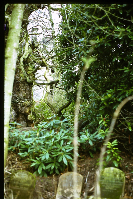 Pet Cemetery, Calwich Abbey, Staffordshire (Scan of a 1970s slide)