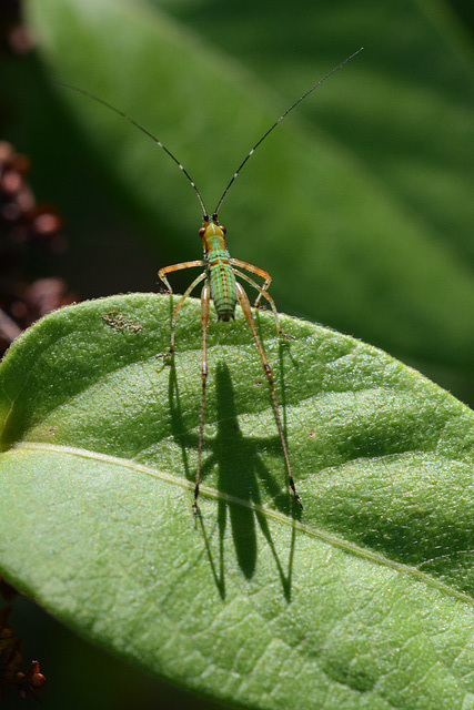 Me and my exoskeletal shadow