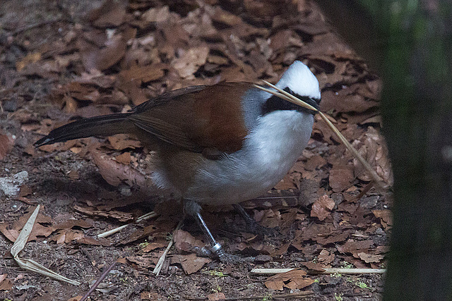 20140508 3096VRAw [D~LIP] Weißhaubenhäherling (Garrulax leucolophus), Detmold-Heiligenkirchen