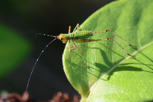 Katydid nymph