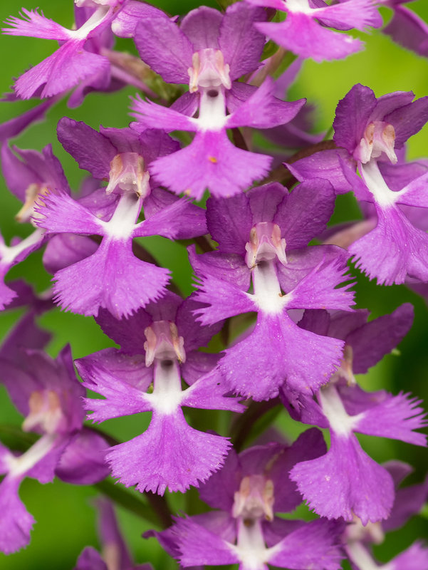 Platanthera grandiflora (Large Purple Fringed orchid)
