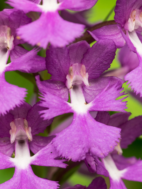 Platanthera grandiflora (Large Purple Fringed orchid)