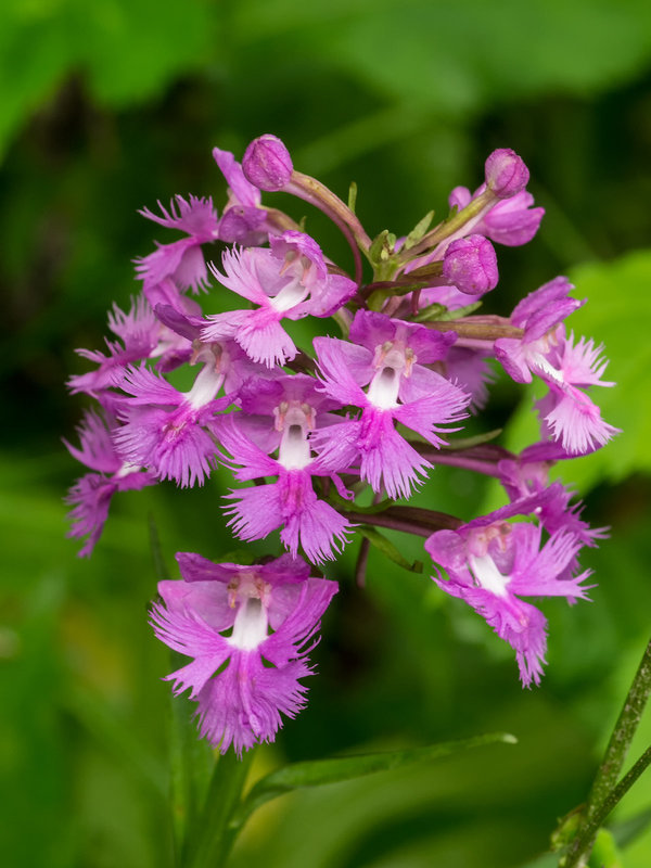 Platanthera grandiflora (Large Purple Fringed orchid)