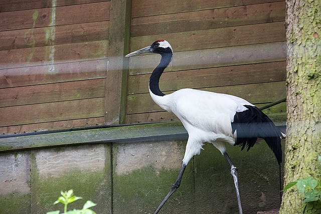 20140508 3075VRAw [D~LIP] Mandschurenkranich (Grus japonensis), Detmold-Heiligenkirchen