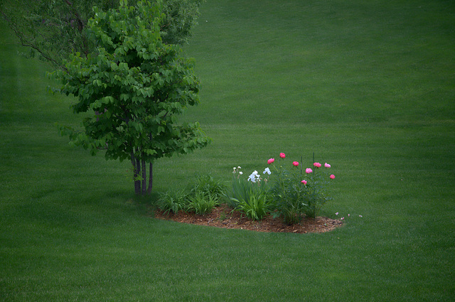 small garden