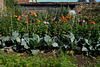 Wiltshire Cottage Garden