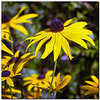 black-eyed Susan