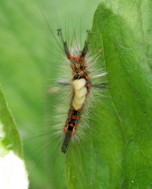 Rusty Tussock Moth or Vapourer Moth - Orgyia antiqua