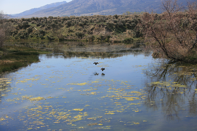 Ducks settling