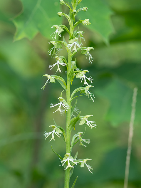 Platanthera lacera (Ragged Fringed orchid or Green Fringed orchid)