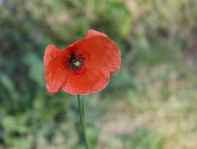 Papaver dubium (3)