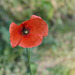 Papaver dubium (3)