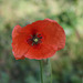 Papaver dubium (4)