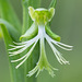 Platanthera lacera (Ragged Fringed orchid or Green Fringed orchid)