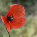 Papaver dubium