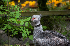 20140508 3048VRAw [D~LIP] Halsband-Wehrvogel (Chauna torquata), Vogelpark Detmold-Heiligenkirchen