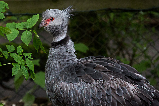 20140508 3047VRAw [D~LIP] Halsband-Wehrvogel (Chauna torquata), Vogelpark Detmold-Heiligenkirchen