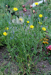 Tragopogon pratensis (2)