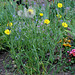 Tragopogon pratensis (2)