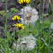 Tragopogon pratensis