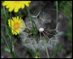 Tragopogon pratensis (3)