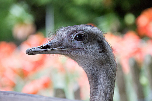 20140508 3039VRAw [D~LIP] Nandu (Rhea americana), Detmold-Heiligenkirchen