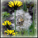 Tragopogon pratensis (4)