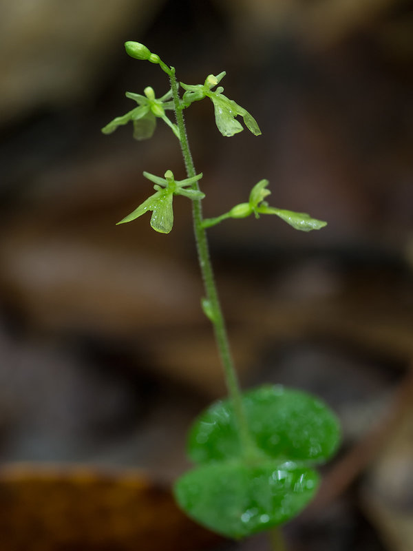 Neottia smallii (Appalachian Twayblade orchid)