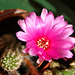 fleurs de mes cactus 007  ,  Flowers of my cactus