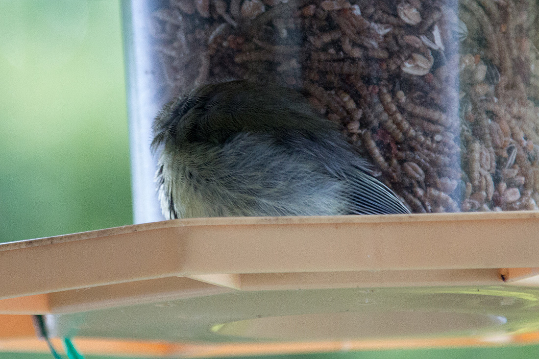 20140530 3532VRAw [D~LIP] Kohlmeise schläft weiter