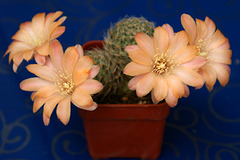 fleurs de mes cactus 004  ,  Flowers of my cactus