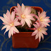 fleurs de mes cactus 003  ,  Flowers of my cactus