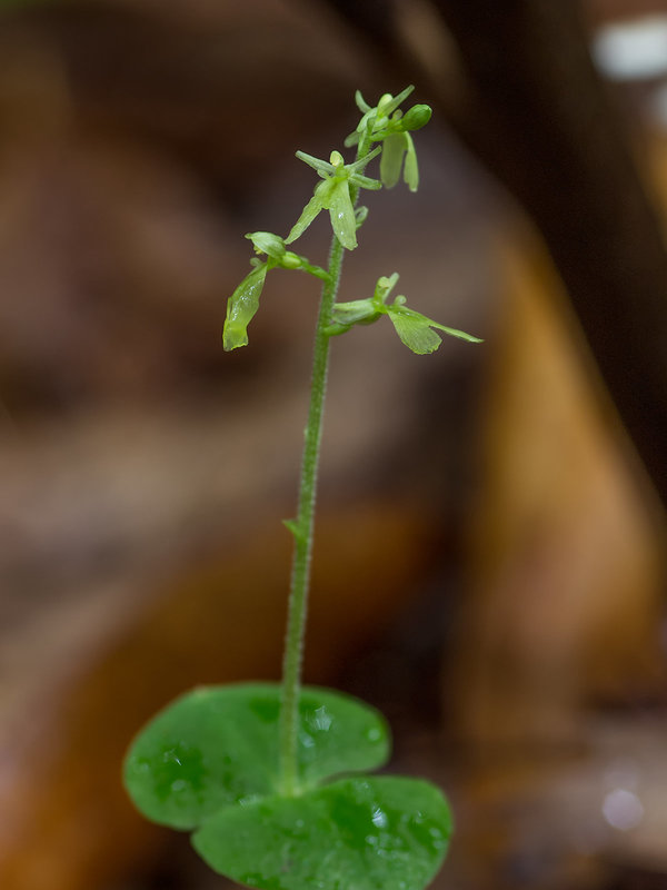 Neottia smallii (Appalachian Twayblade orchid)