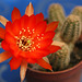 fleurs de mes cactus 002,  Flowers of my cactus