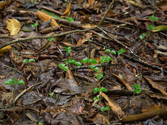 Neottia smallii (Appalachian Twayblade orchid) Neottia smallii (Appalachian Twayblade orchid)