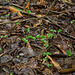 Neottia smallii (Appalachian Twayblade orchid)