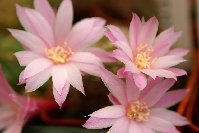 fleurs de mes cactus 006