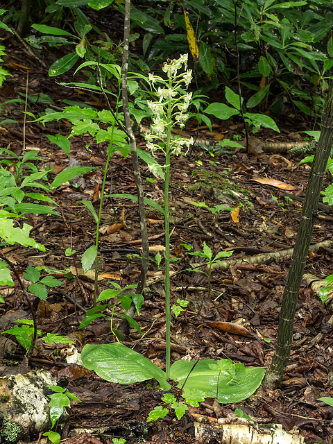 Platanthera orbiculata (Pad Leaf orchid or Large Round-leaved orchid)