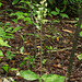 Platanthera orbiculata (Pad Leaf orchid or Large Round-leaved orchid)