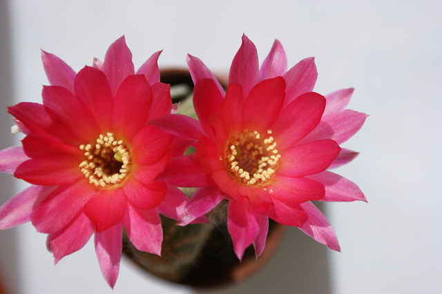 fleurs de mes cactus 005,   Flowers of my cactus