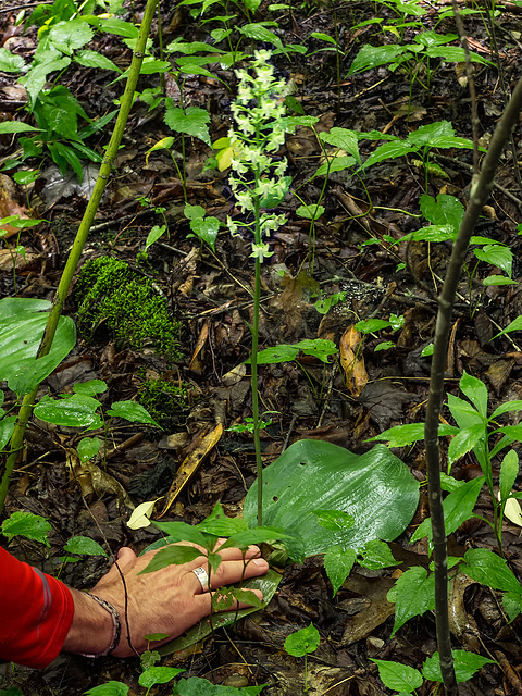 Platanthera orbiculata (Pad Leaf orchid or Large Round-leaved orchid)