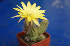 fleurs de mes cactus 001,   Flowers of my cactus