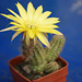 fleurs de mes cactus 001,   Flowers of my cactus