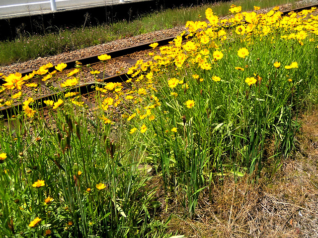 Down by the tracks