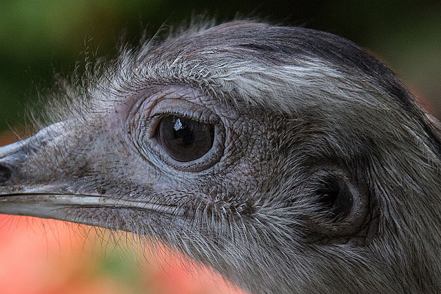 20140508 3025VRAw [D~LIP] Nandu (Rhea americana), Detmold-Heiligenkirchen