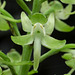 Platanthera orbiculata (Pad Leaf orchid or Large Round-leaved orchid)