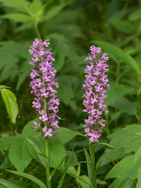 Platanthera psycodes (Small Purple Fringed orchid)