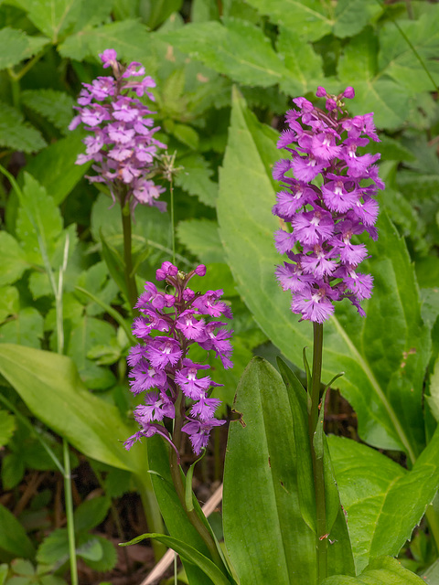 Platanthera psycodes (Small Purple Fringed orchid)